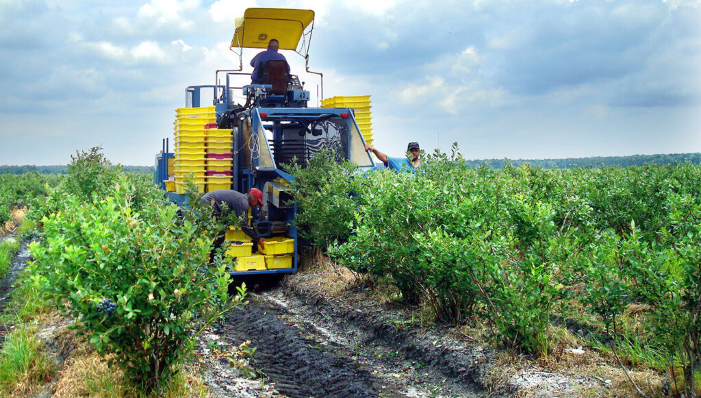 Mechanical Harvesting Technology