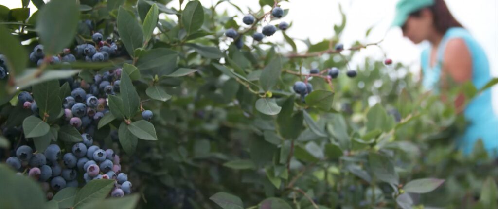 Blueberry Data and Insights
