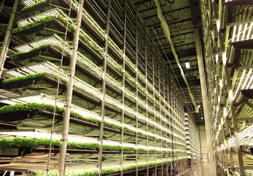 What’s Ahead for Blueberries and Vertical Farming?