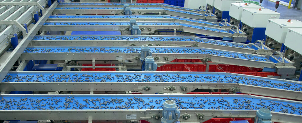 Sorting the Future of Blueberries With UNITEC
