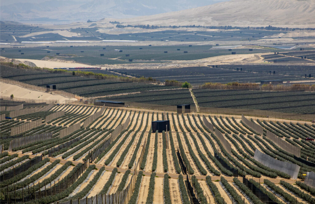 Where’s the Fruit? Peru’s Surprise Season Explained
