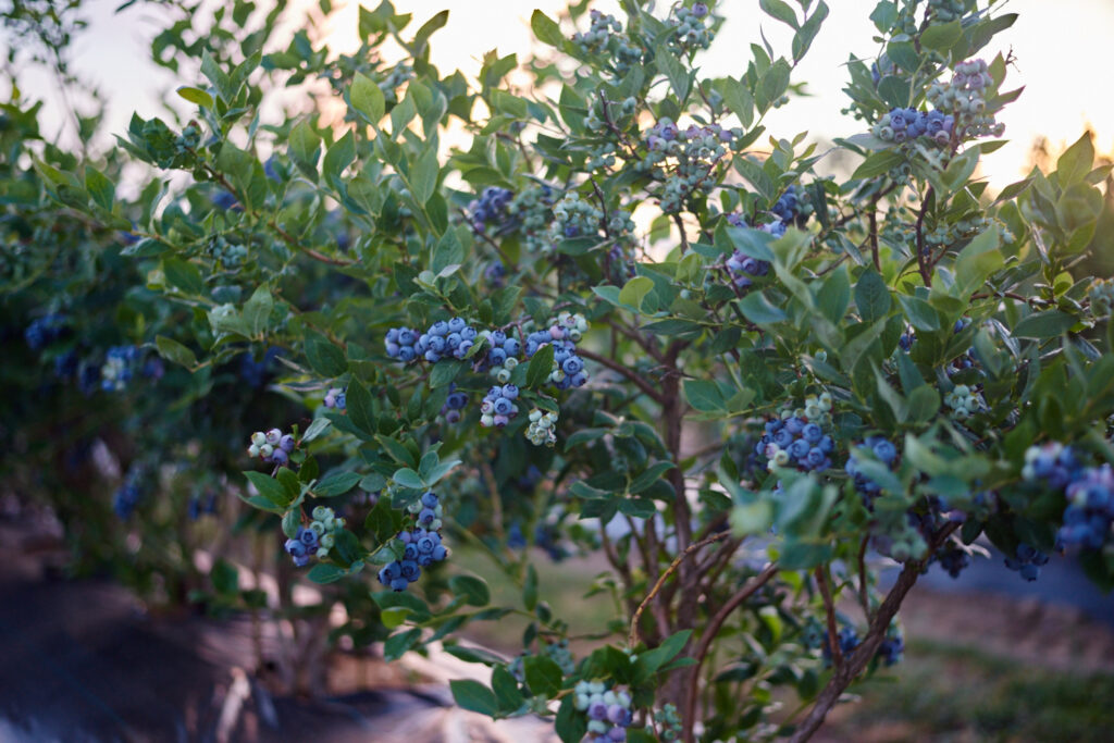 Special Blueberry Crop Report