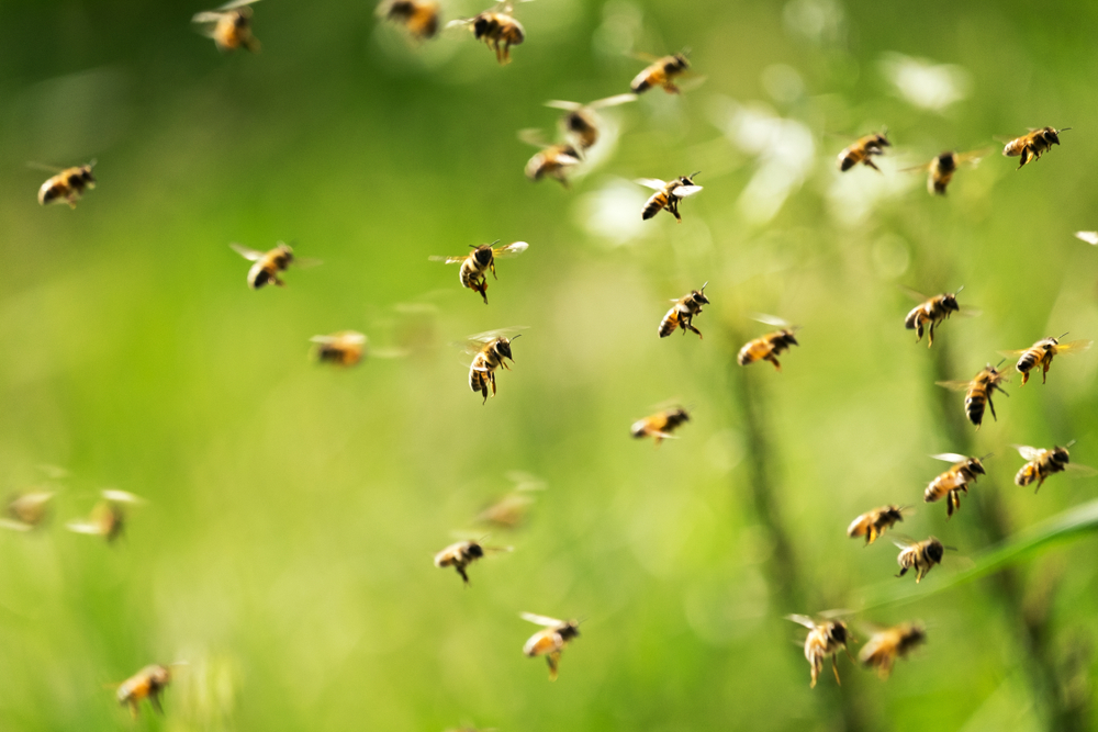 What’s the Buzz About Pollination Technology?