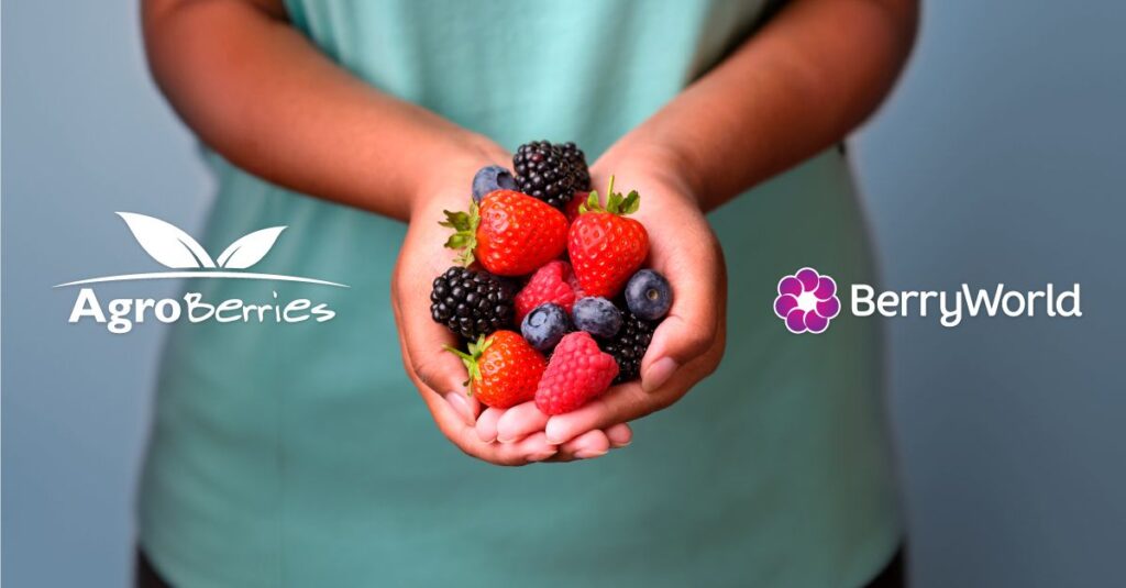 From Berry Fresh to BerryWorld: A Conversation With Jorge Andres Varela of Agroberries