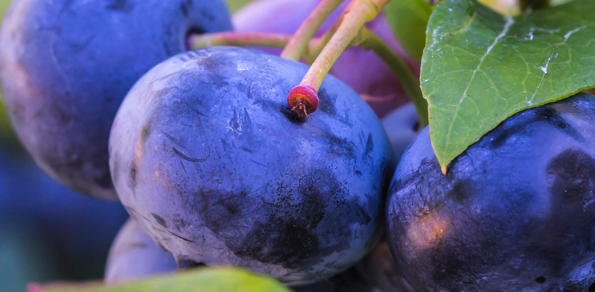 http://BerrySmart%20Sustainability