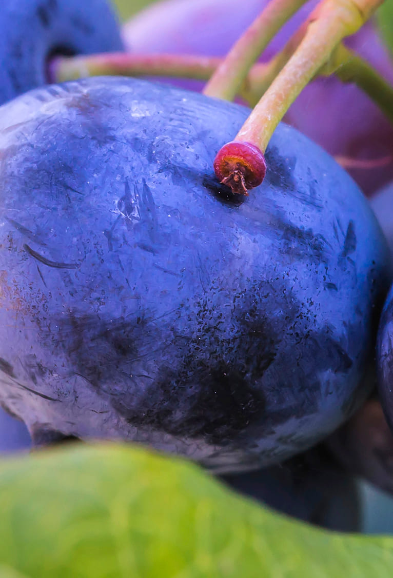 http://BerrySmart%20Sustainability