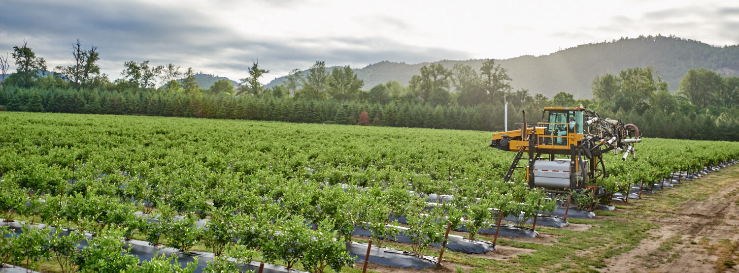 The Evolution of the Blueberry Industry with Mark Hurst USHBC