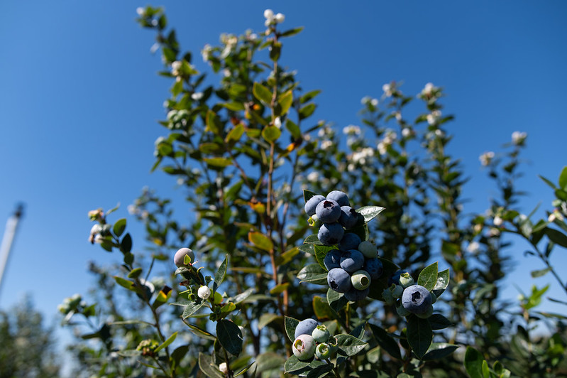 Blueberries on a bush