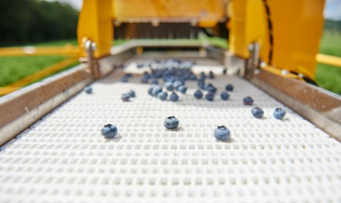 Blueberries on conveyer belt