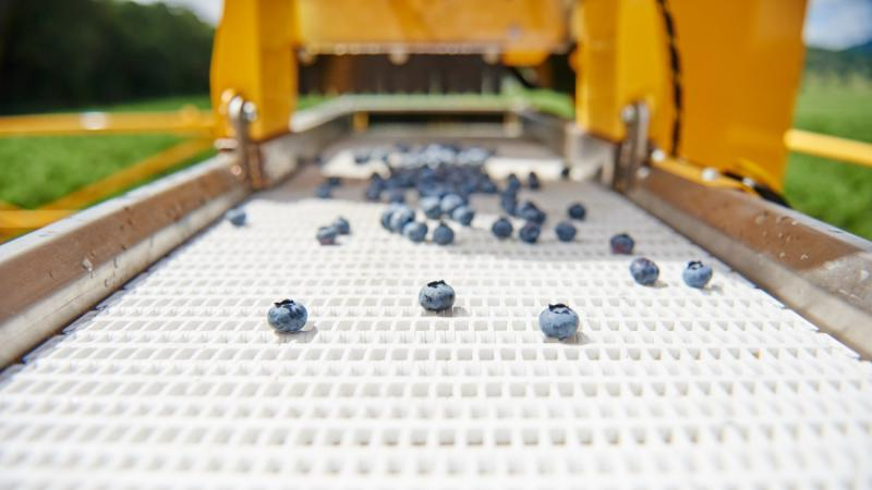 Blueberries on conveyer belt