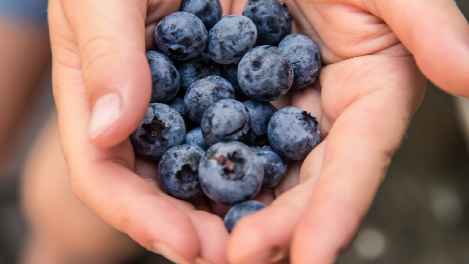 blueberries in hand